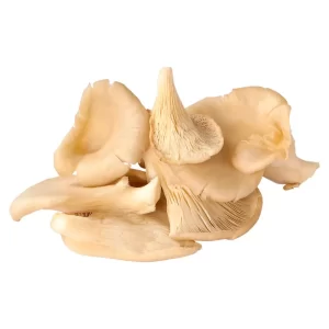 Alternative view of Oesterzwam Poeder 1kg | Pleurotus ostreatus | Biologisch