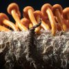 Cordyceps