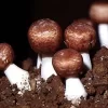amandel paddenstoel