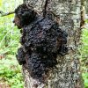 chaga