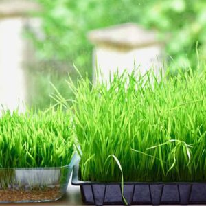 Gerstegras poeder | 1kg | EU | Biologisch