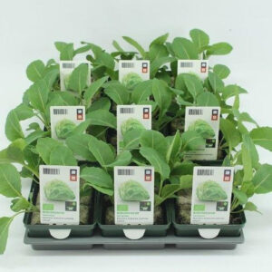 Kool, Spitskool (9x6-pack) BIO  (Leverperiode: week 7 t/m 31)