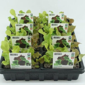 Sla, Sla Mix (6-pack) BIO  (Leverperiode: week 11 t/m 33)