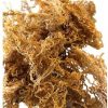 Sea Moss Eucheuma Cottonii