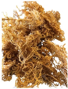 Sea Moss Eucheuma Cottonii