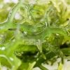 1 Sea Moss Green St.Lucia