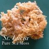 Sea Moss Gold St. Lucia