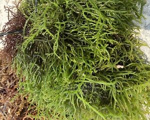 Sea Moss Green St.Lucia