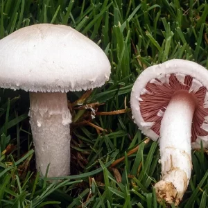 Champignon Poeder 1kg | Agaricus Camprestis | Biologisch