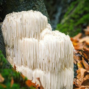 Pruikzwam Poeder 1kg | Lionsmane Hericium | Biologisch