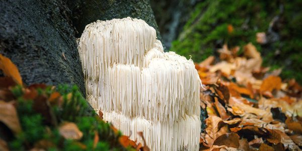 Pruikzwam Poeder 1kg | Lionsmane Hericium | Biologisch