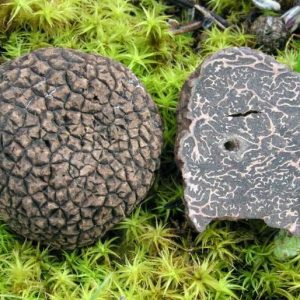 Alternative view of Truffel Granulaat 0-2 mm 1kg | Tuber indicum | Biologisch