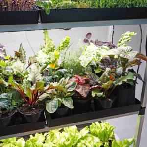 Alternative view of G-Tools | KitchenFarm S | 162x61x50cm | Microgreens kweek- en presentatierek | Volautomatisch