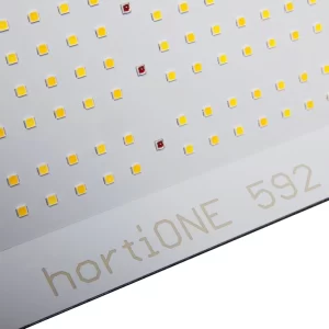 Hortione 592 close up
